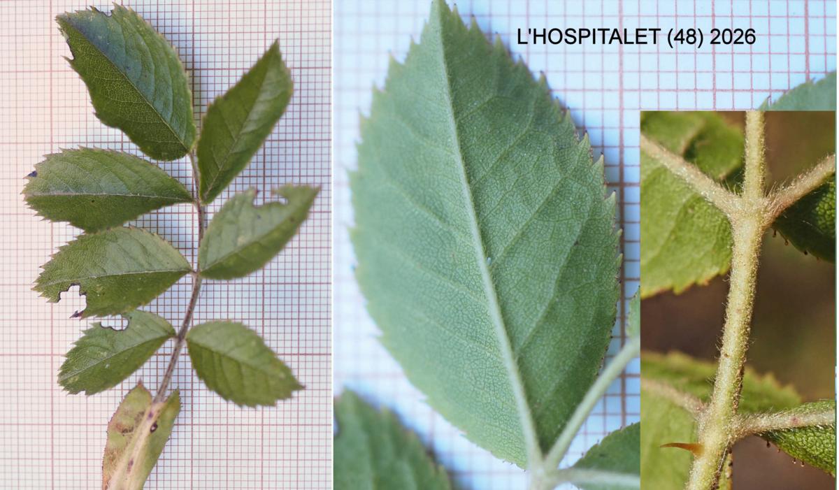 Rose, [corymbose] leaf